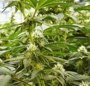 EXKA SELECTS SOLLUM'S DYNAMIC LED GROW LIGHT SOLUTION FOR ENHANCED CANNABIS PRODUCTION